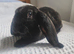 VELVETEEN LOPS SUFFOLK