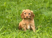 Cockapoo pups