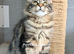 TICA registration Maine coon kittens Ready Now