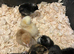 Rainbow chicks