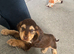 9 week old cocker spaniel