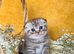 Scottish Fold Kittens