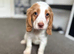 Cocker spaniel pups READY NOW