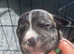Gorgous Staffordshire bull terrier