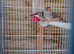 Zebra finches