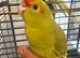 Stunning tame baby Kakarikis