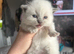 RagDoll Kittens