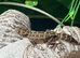 Viper Gecko at Birmingham Reptiles