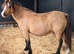 Unhandled mare