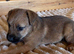 Lakeland male puppy