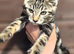 Silver reverse bengal male 20 weeks old