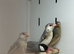 Java finches