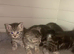 BSH Silver Tabby and Spotted X bundles of love