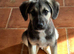 Sky Left in a box outside Lidls, a super loving pup who will be a bigger boy