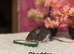 Beautiful mixed gender baby rats