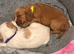 Working cocker spaniel puppies