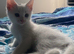 Last kitten of litter