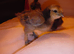 Silkie chicks