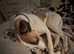 Whippet boy needing loving home