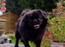 FLUFFY PUG STUD carries every colour Inc husky