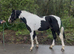 Stunning coloured gelding