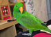 Stunning solomon Eclectus