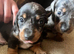 Miniature Daschund Puppies