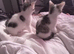 2 tabby and white females