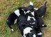 4 Beautiful Collie Puppies for Sale