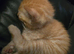Ginger & white female siberian cross kitten