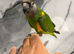 Friendly Super Tame Cuddly Senegal Parrot,22