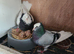 Iranian pigeons