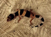Leopard gecko babies