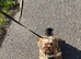 Female Shih Tzu Puppy