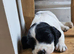 Last 3 gorgeous pups remaining