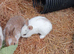 Baby rabbits READY NOW!!!