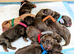 Quality F1B Sprocker Puppies 1 Female 4 Males available