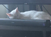 Milo and arlo must go as a pair