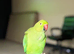 Indian ringneck Parrot baby