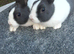 Dutch rabbits