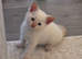 4 beautiful kittens