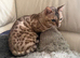 Male seal mink snow bengal