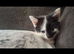 11 week old kittens