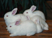 5 New Zealand White Rabbit Kits Available 3 does & 2 bucks