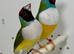Gouldian finches  for sale