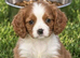 Cavalier King Charles puppy