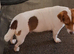 Loving home wanted for Dolly – 5-year-old Jack Russell
