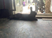 Flemish giant