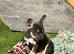 French Bulldog Puppies – 2 Girls – Born 7th June