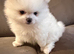 KC white girl Pomeranian puppy for sale